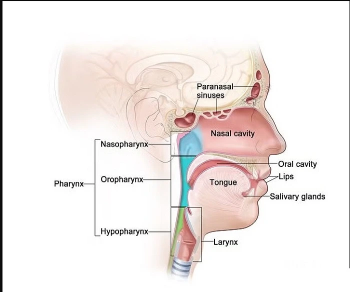 Head and Neck Cancer Surgeon in Thane